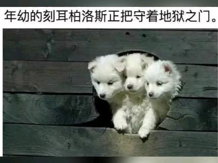 搞笑网图241029哔哩哔哩bilibili