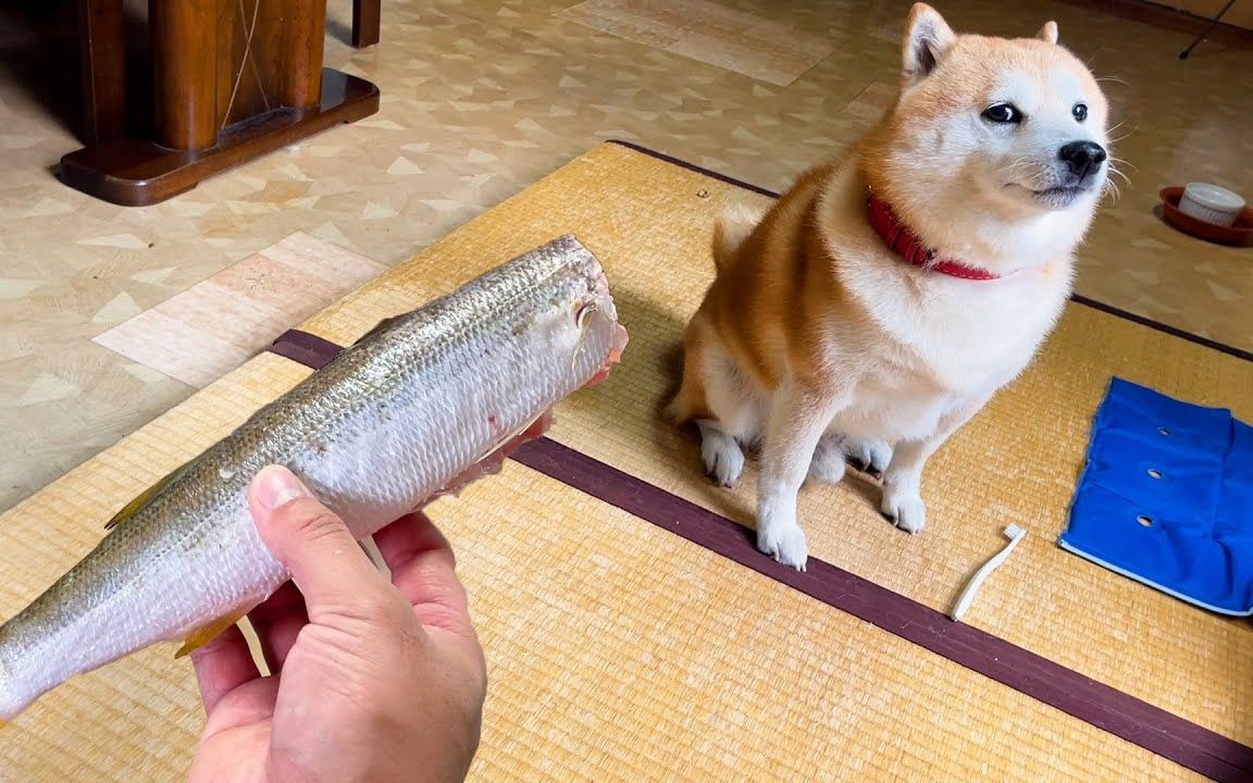 当柴犬刚刚迎接的鱼不再有脖子时,他无法掩饰自己的震惊.