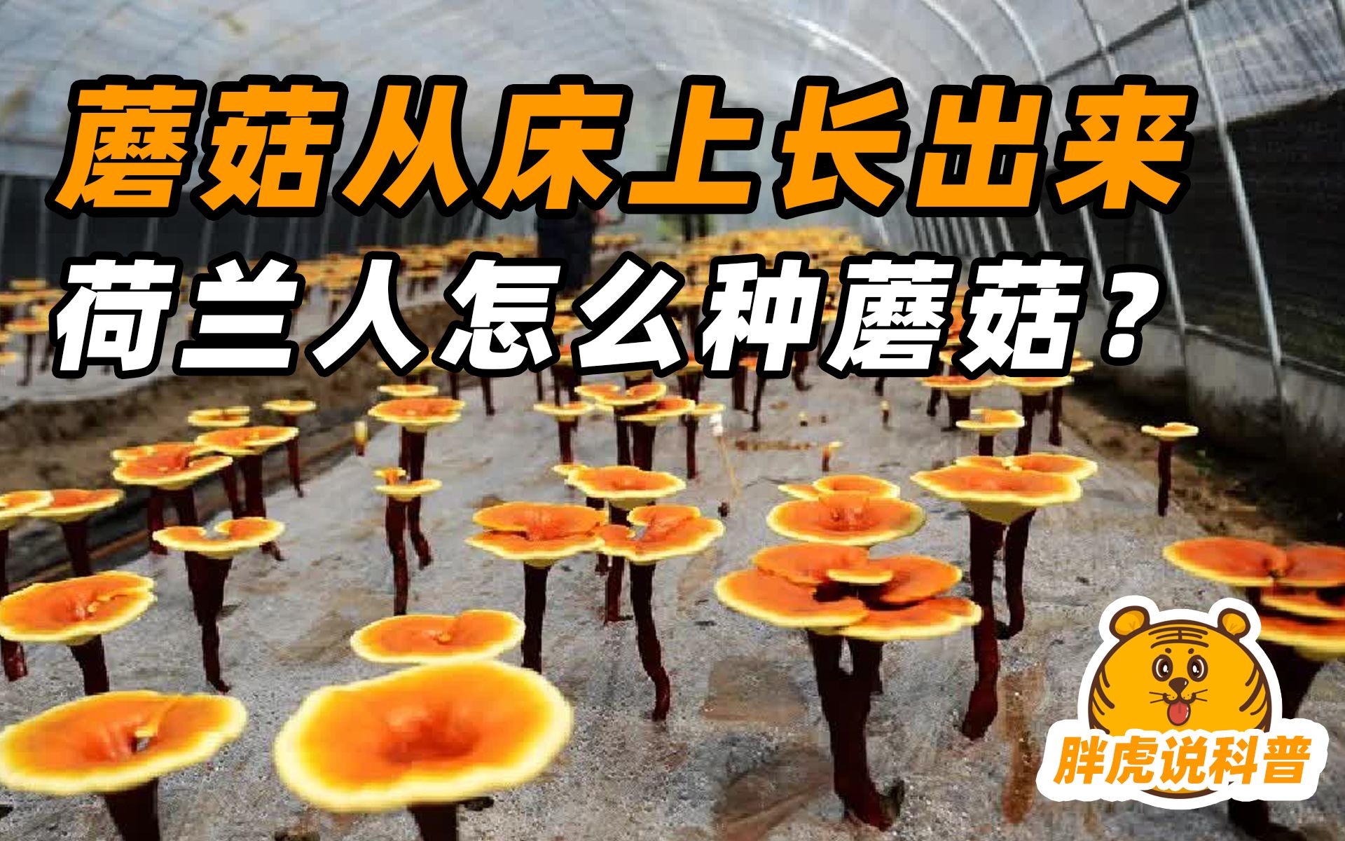 [图]荷兰年产30万吨蘑菇，竟然都是从床上长出来的？