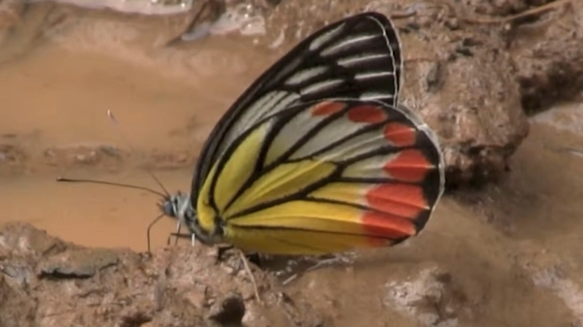 畅饮泥水的优越斑粉蝶 delias hyparete (yt@jp yasou.