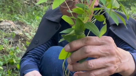 [图]和赤脚老中医一起深山探百草，山豆根