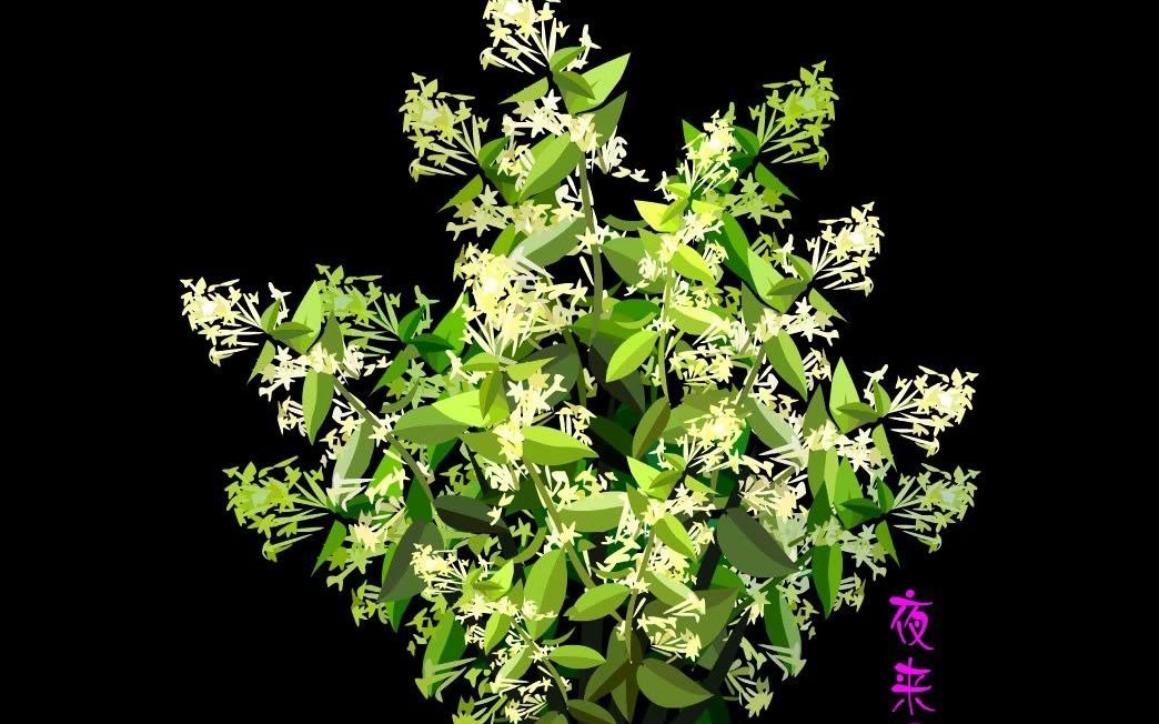 卡通繁盛的夜来香植物视频免费下载-可抠像素材_哔哩哔哩 (゜-゜)つロ