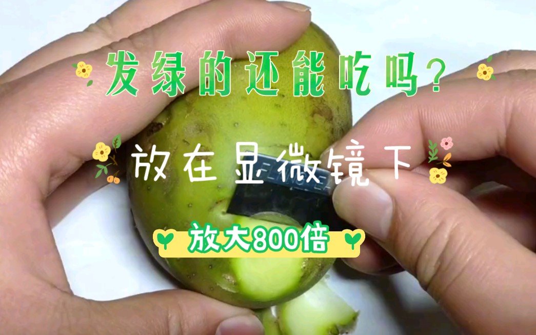 土豆发绿还能吃吗?显微镜下放大800倍告诉你哔哩哔哩bilibili