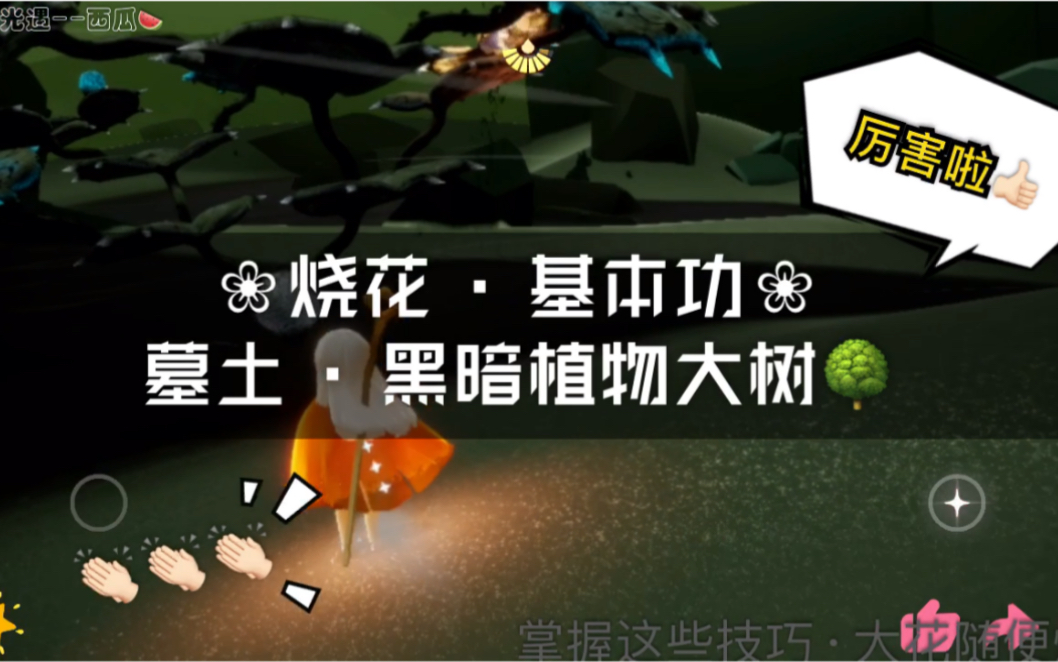 墓土烧花教程sky光遇西瓜墓土大花墓土大树墓土黑暗植物怎么烧