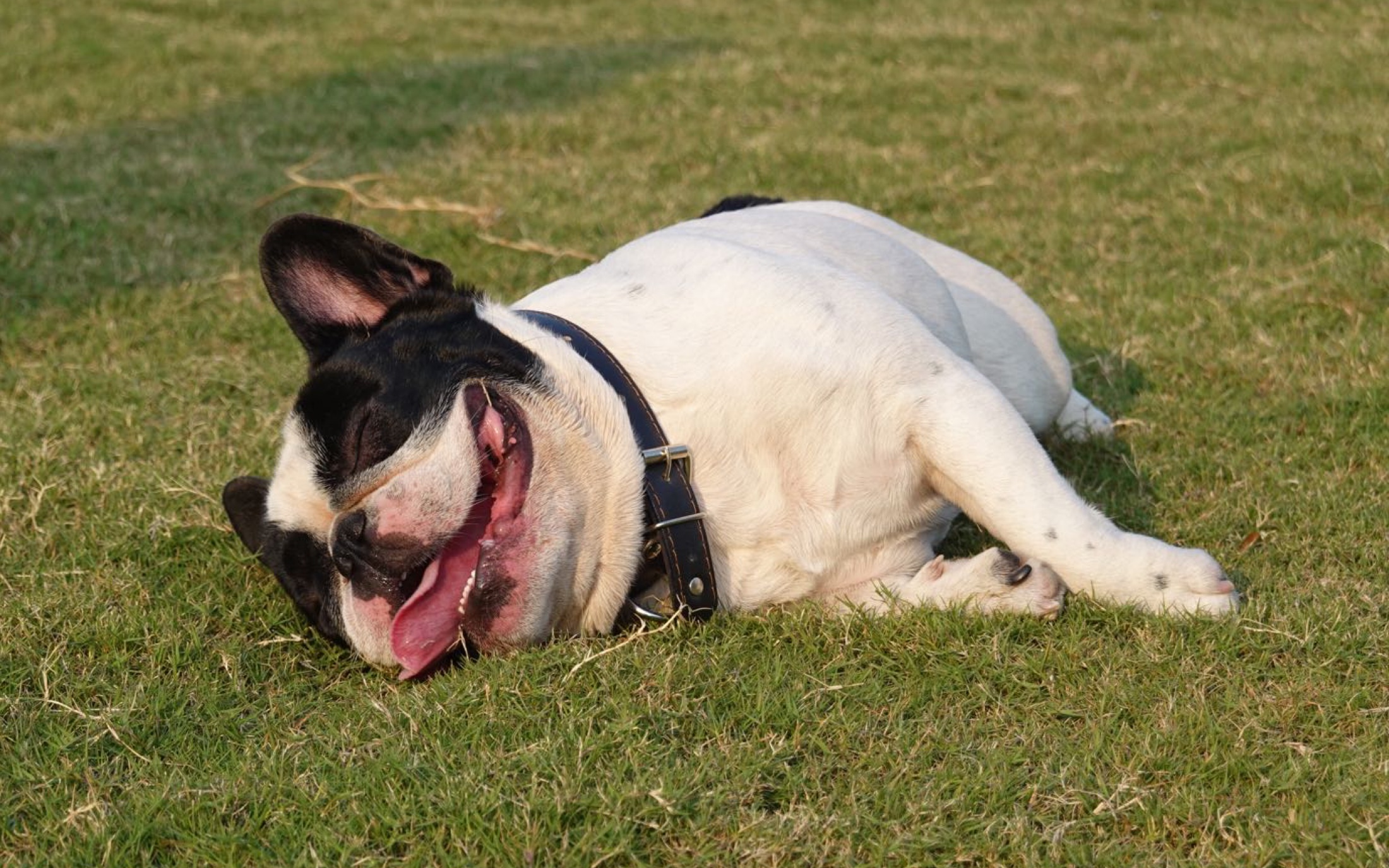 法斗肥肠vlog一只黑白花法斗的一天之户外玩耍篇