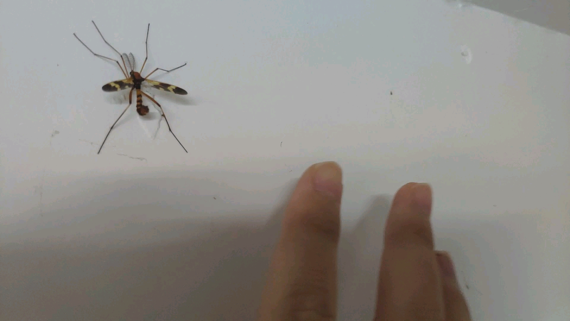 这是蜜蜂吗?不,这是南方的蚊子.Σ(°Д