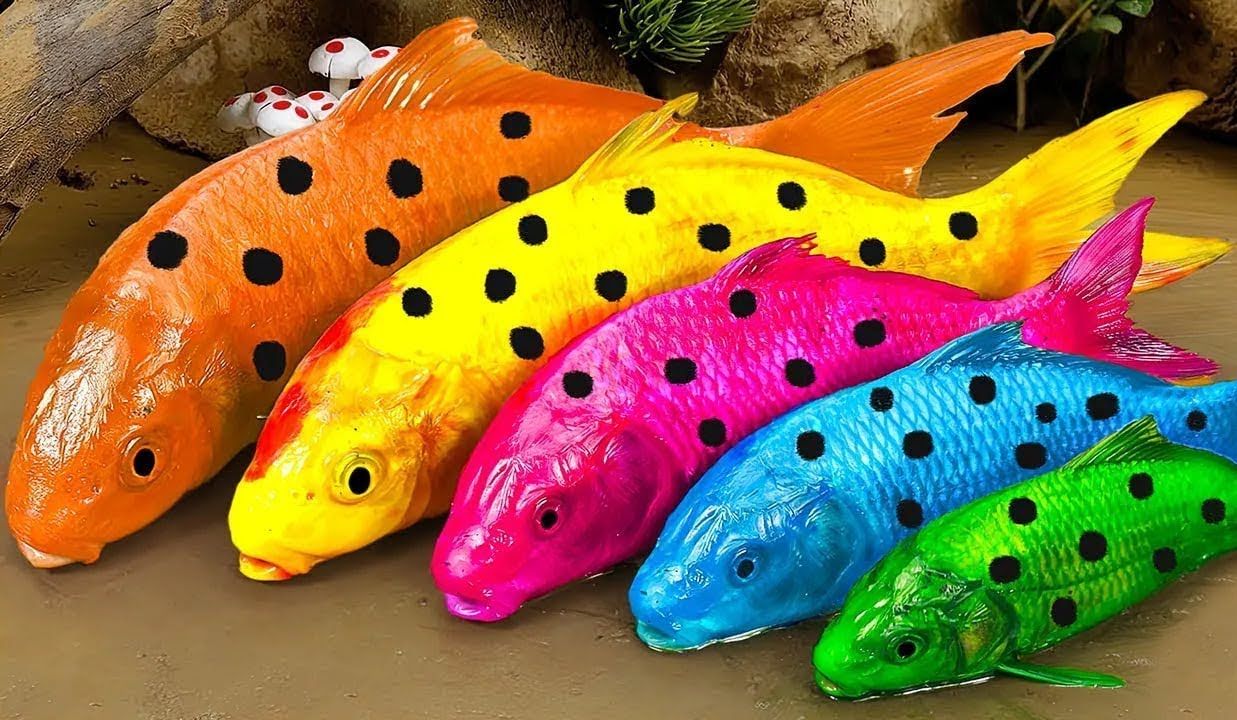 鱼类视频停止运动,满足五颜六色的锦葵鱼狩猎彩虹鳗鱼电鲶鱼鲤鱼