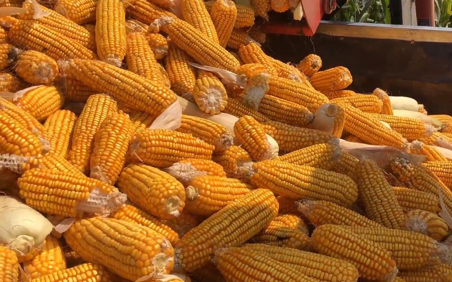 河北农村玉米大丰收,一亩地到底能卖多少钱?听完价格你敢信吗