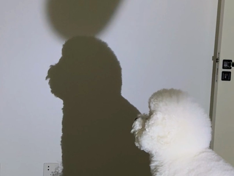 狗狗的影子真好玩