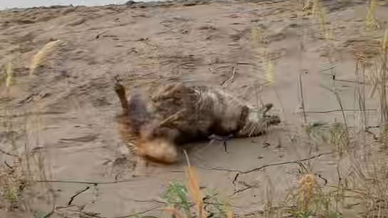 欢迎收看99年未婚女生养三只哈士奇的一天#美的净味洗地机