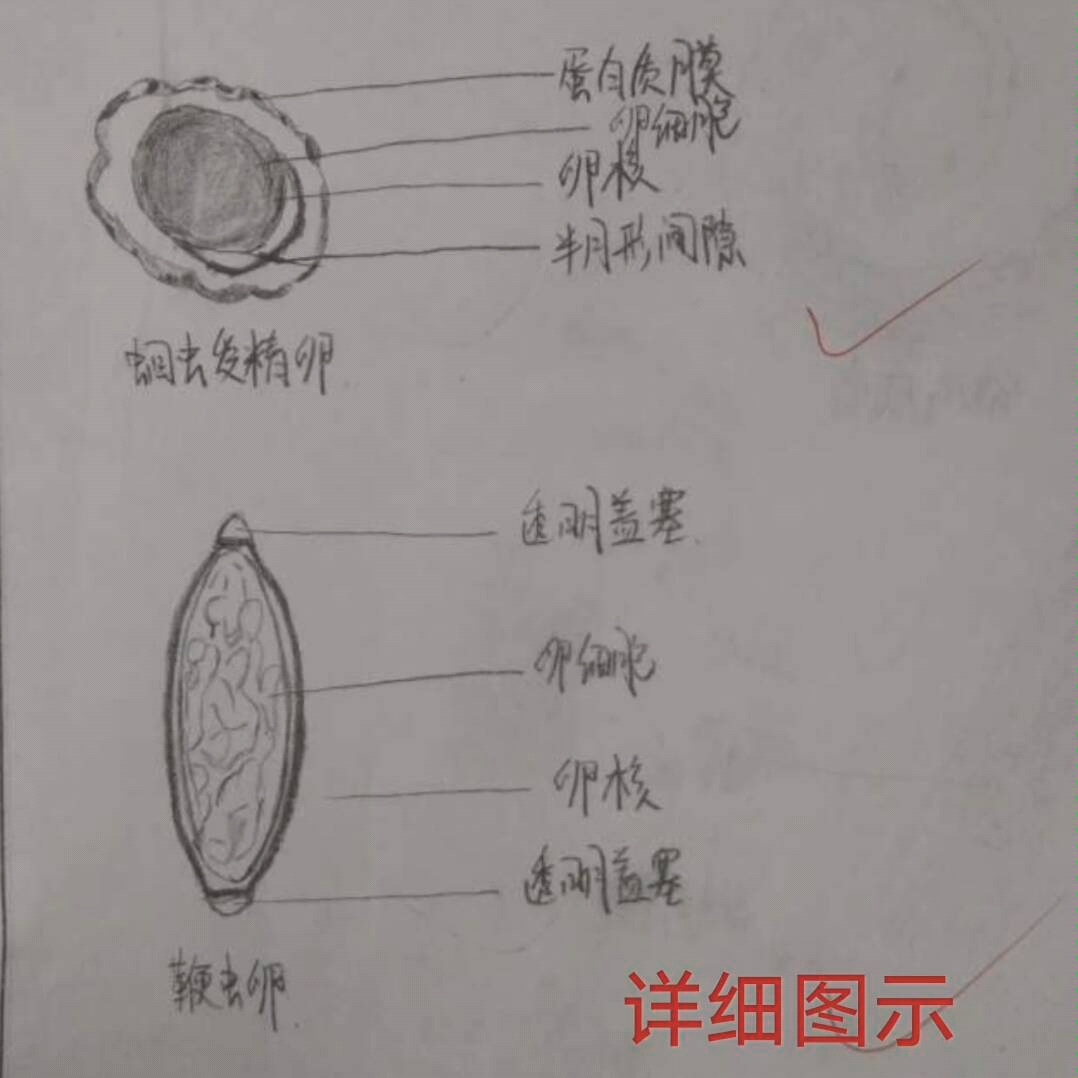 医学检验技术寄生虫哔哩哔哩bilibili