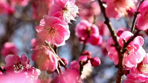E126 2k高清画质唯美粉色白色鲜花盛开樱花桃花海棠花绽放花朵花苞特写美丽大自然实拍生机勃勃春天春季花海视频素材led背景素材