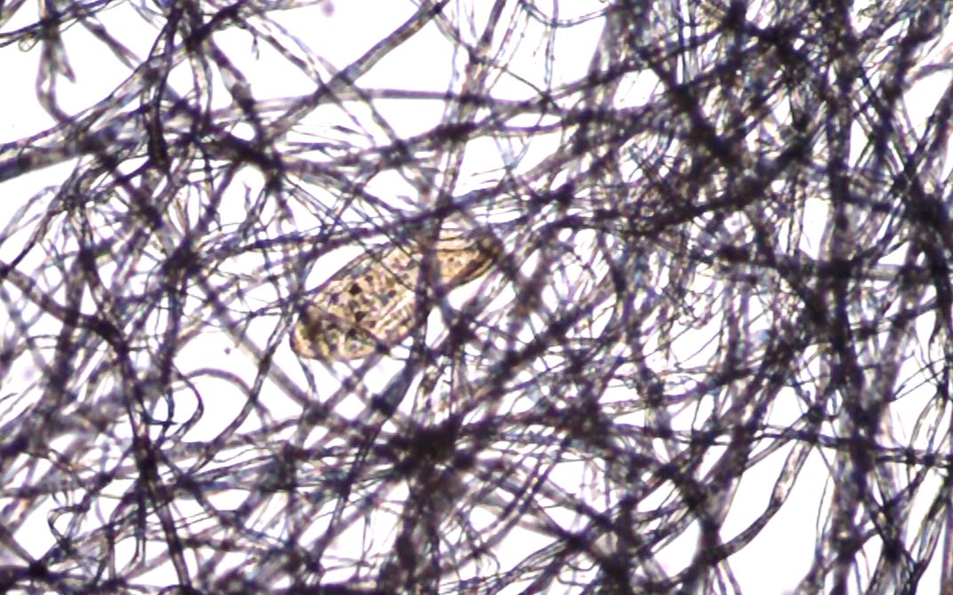 棉花纤维中的草履虫