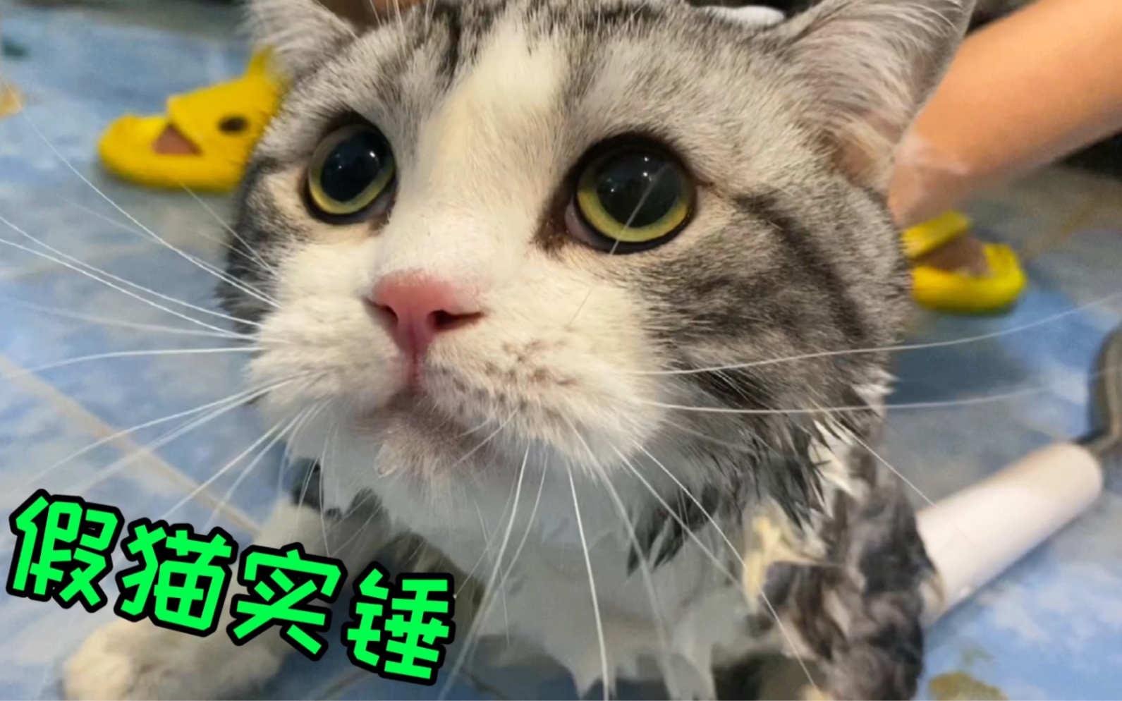 [图]猫猫洗澡能有多乖？这怕是只玩具猫吧！