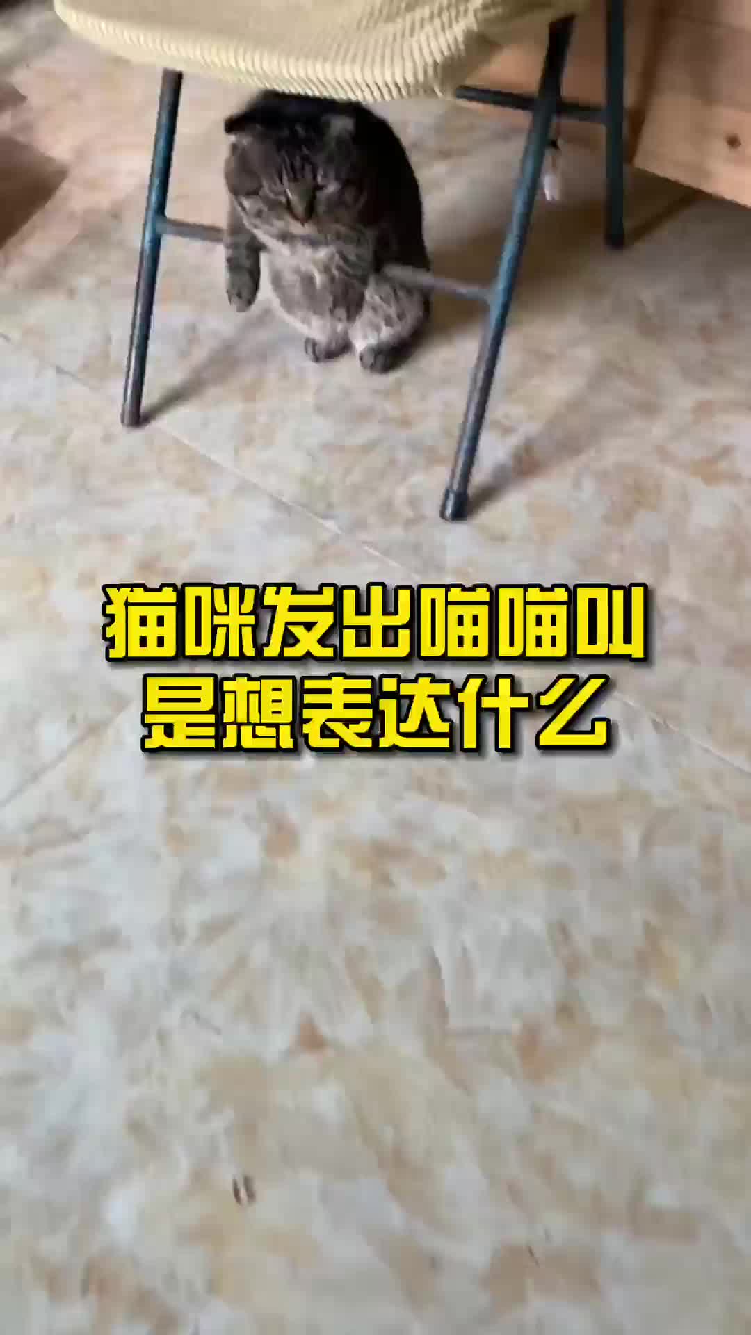 猫咪发出喵喵叫是想表达什么?哔哩哔哩bilibili