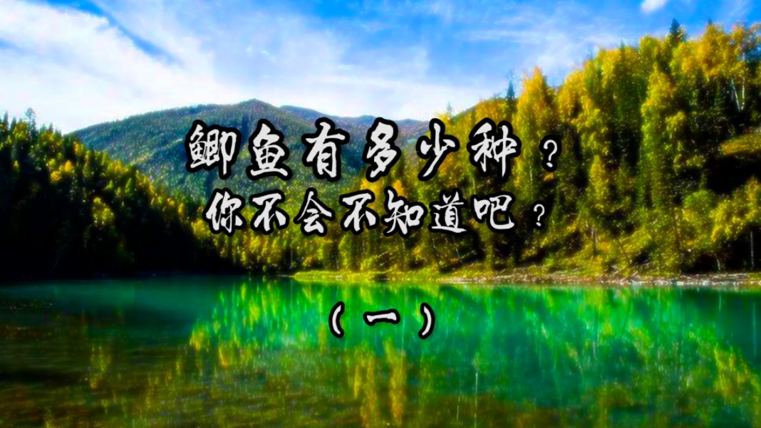 鲫鱼有多少种?你不会不知道吧?(一)哔哩哔哩bilibili