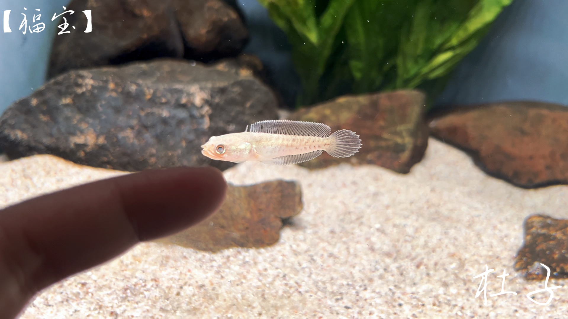 巴卡雷龙带苗记