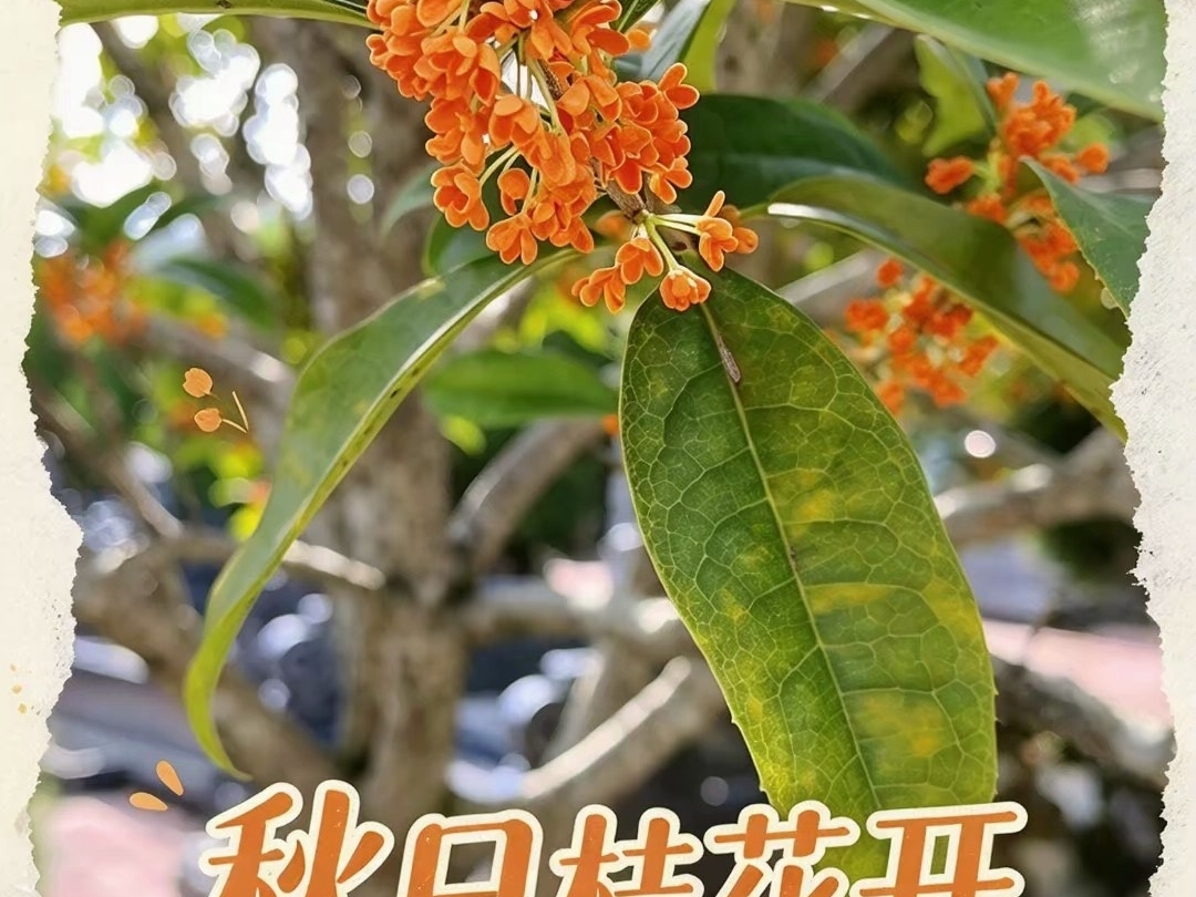 八月桂花香，风一吹，整个园子都浸在甜甜的香气里香气扑面而来，初秋的浪漫，就藏在这一簇簇金红桂花中。#桂花 #八月桂花香 #秋日限定 #桂花开了 