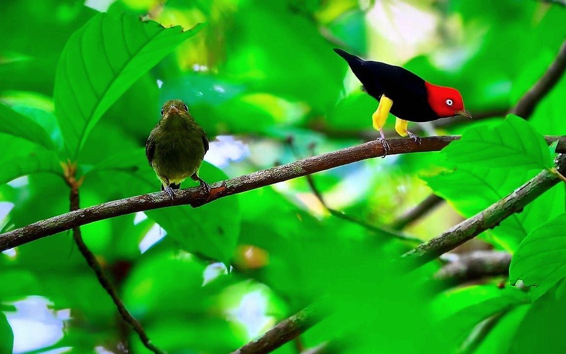 红顶侏儒鸟惨遭拒绝极乐鸟看不下去亲身示范结果却成打脸现场