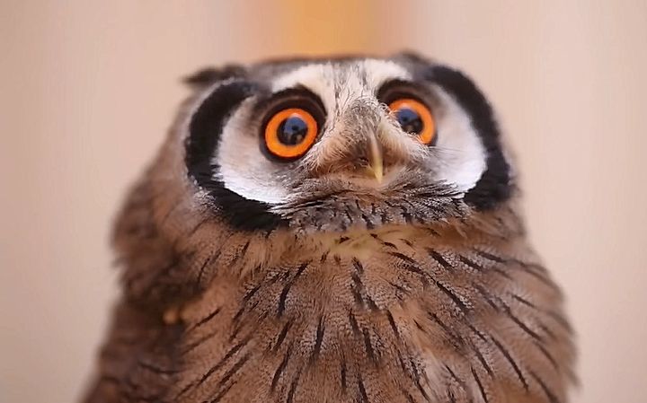 会变身的白脸角鸮博士