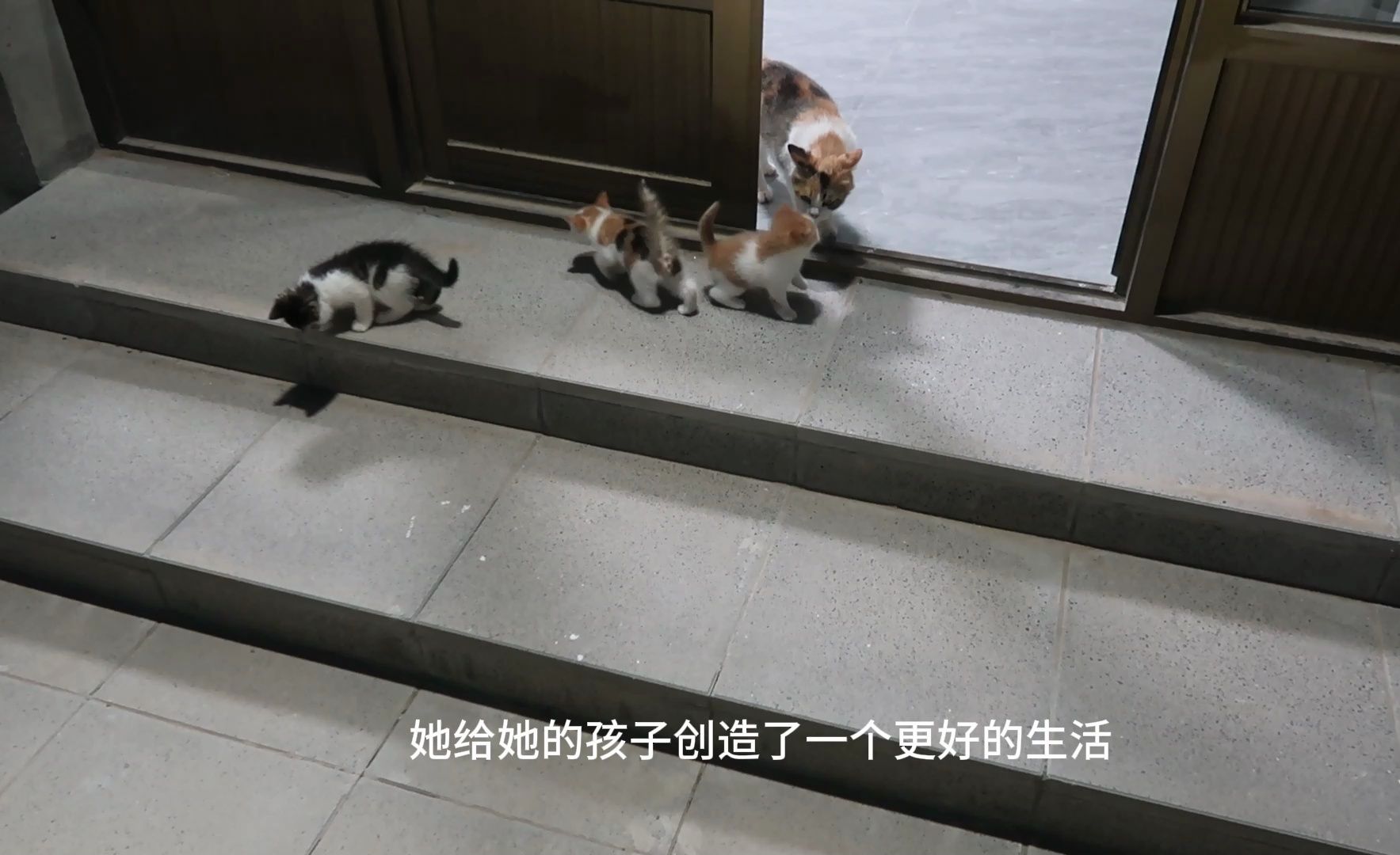 [图]流浪猫妈妈在我家生下的小三花太搞笑了，老逗别的小奶猫，哈哈哈