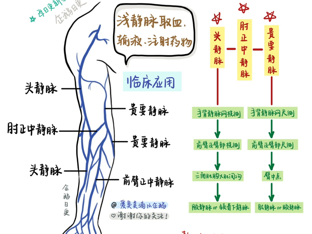 上肢浅静脉(红薯每日更新:爱臭美滴小企鹅)哔哩哔哩bilibili