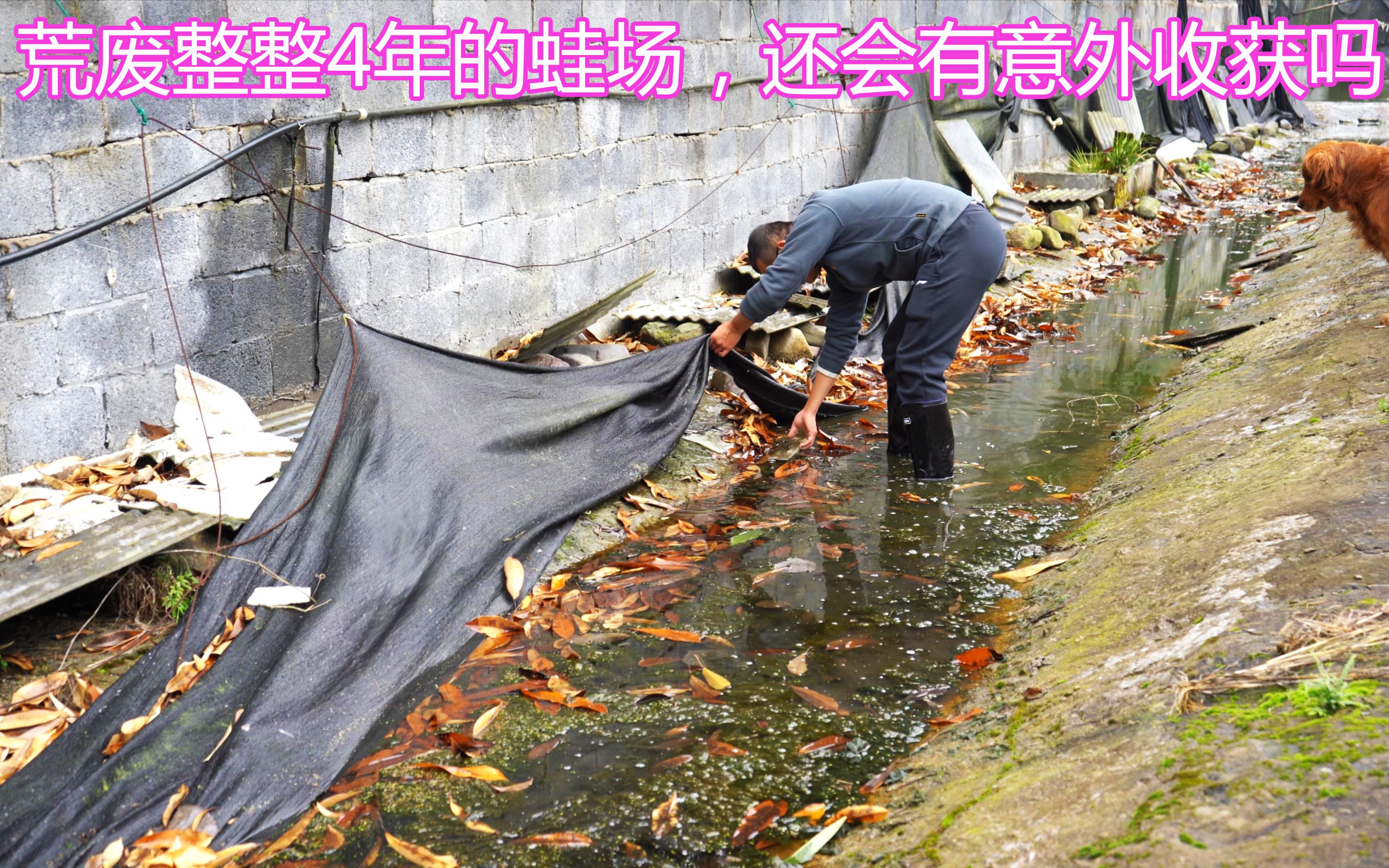 之前室外场地的石蛙没有彻底捉完,整整4年过去,今天排查下还有啥哔哩哔哩bilibili