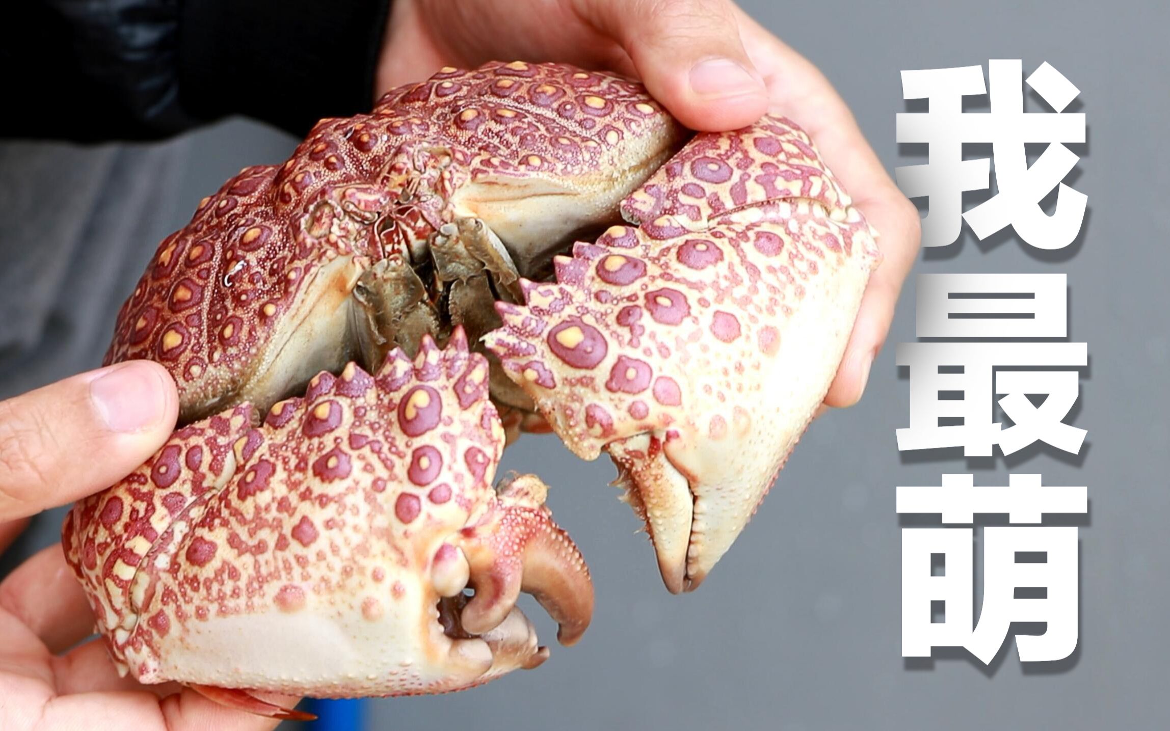 可爱的日本馒头蟹