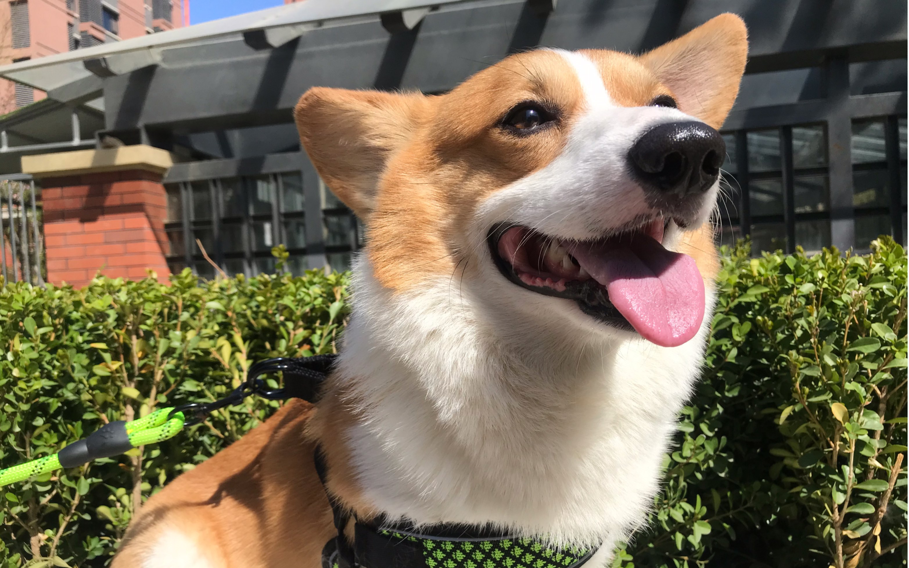 对付一只赖皮的柯基,一定要脾气好,还得想办法跟他斗智斗勇