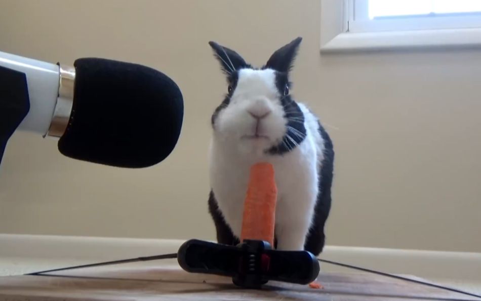 【咀嚼音asmr】萌兔子吃萝卜