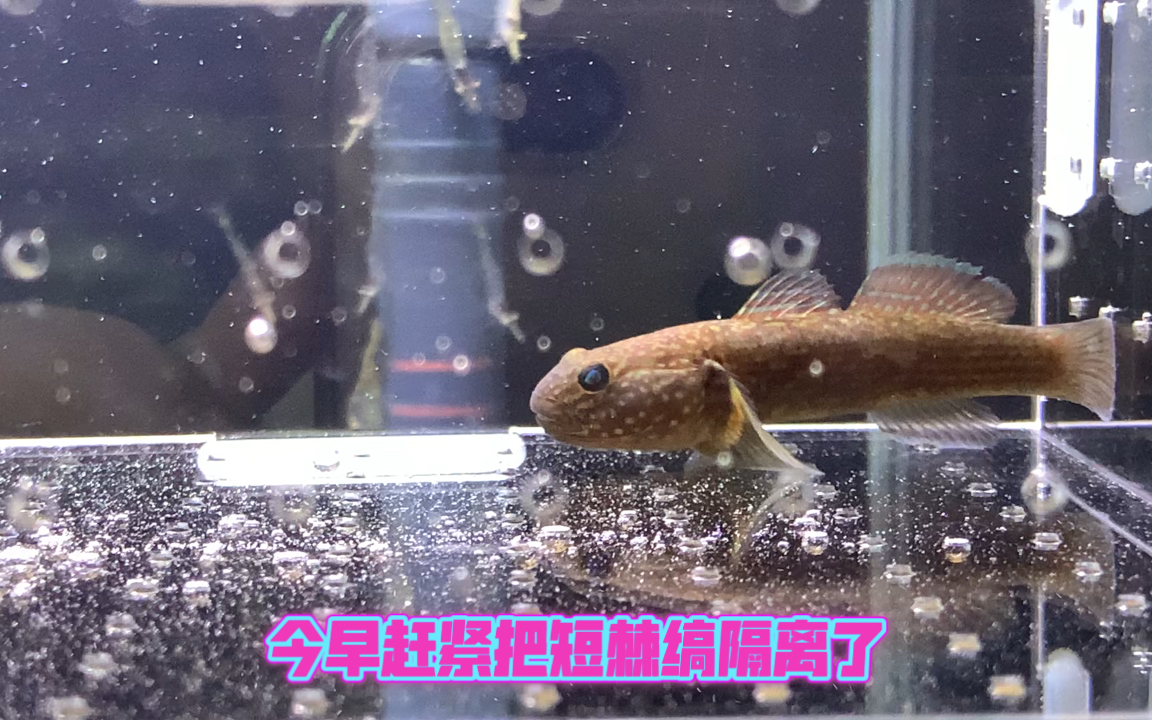 短棘缟虾虎再次更新