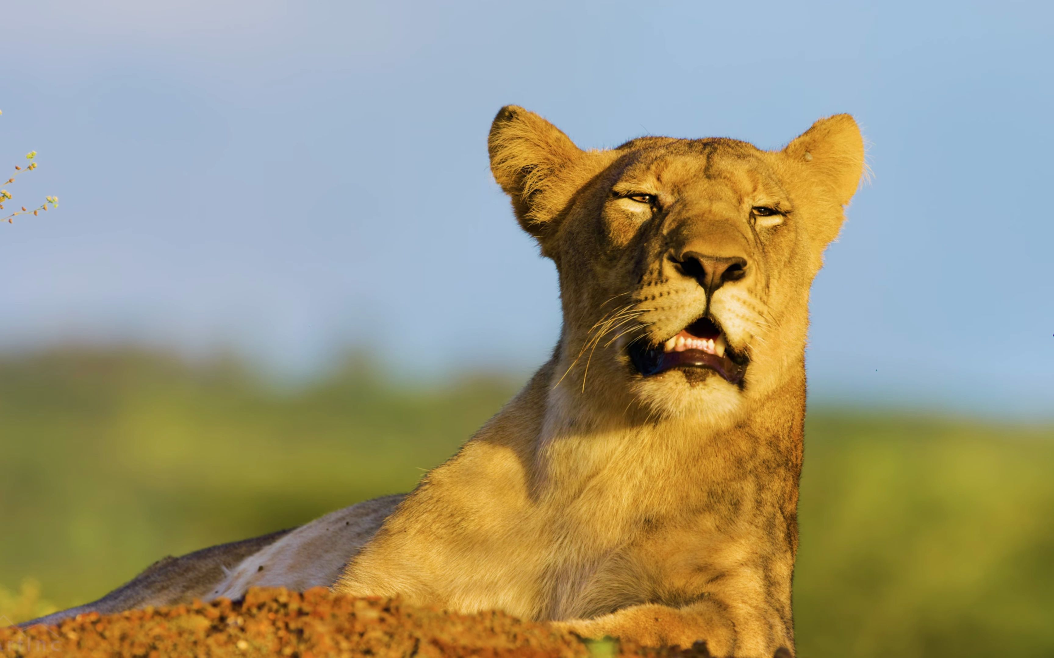 活动  倾听野生动物真实的自然声音1