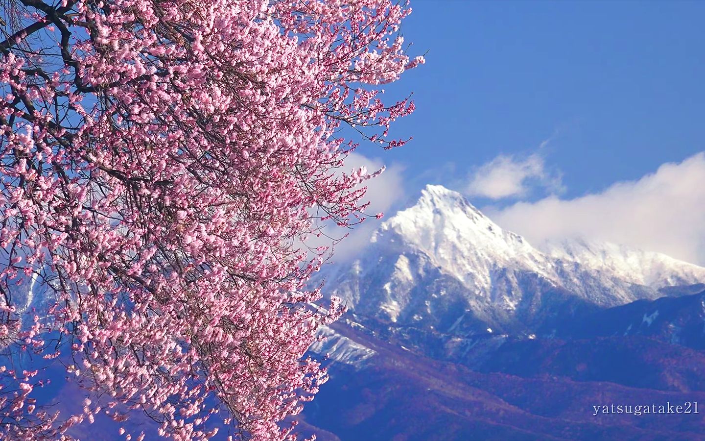 [图]自然治愈4K / 日本桜之絶景「わに塚の桜」感受春天的气息~