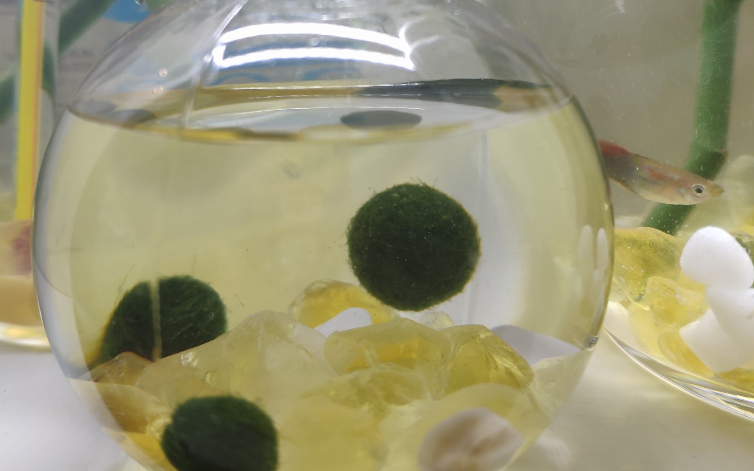 海藻秋开箱|很凄凉的Marimo海藻球/球藻开箱记录——新手激动兴奋+猝不及防哔哩哔哩bilibili