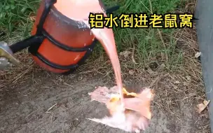 Скачать видео: 高温铝液灌满老鼠洞，老鼠：我又为艺术献身了