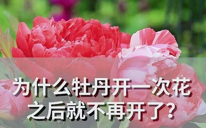 为什么牡丹开一次花之后就不再开了?哔哩哔哩bilibili