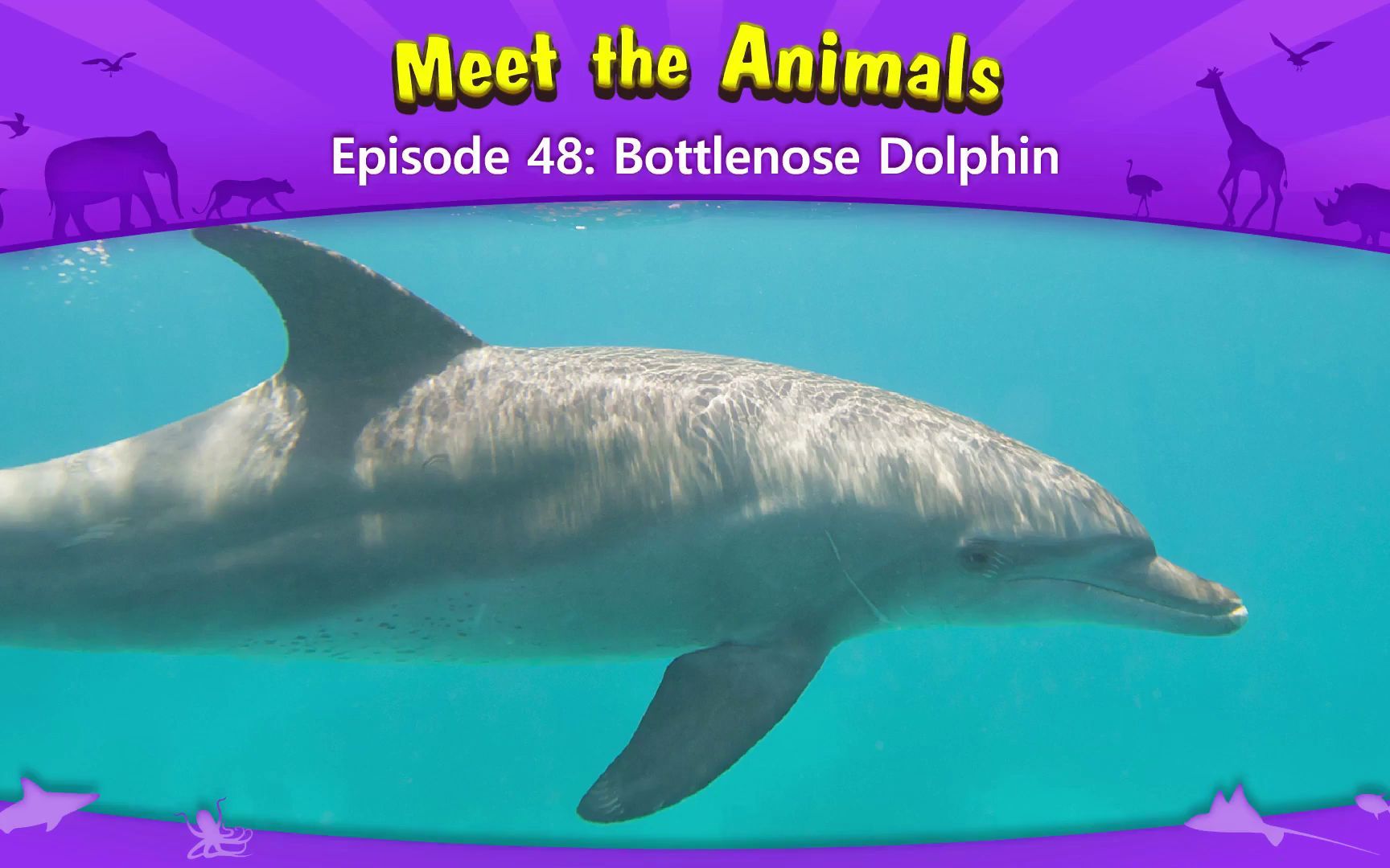 认识动物:宽吻海豚 Meet the Animals 48 Bottlenose Dolphin哔哩哔哩bilibili