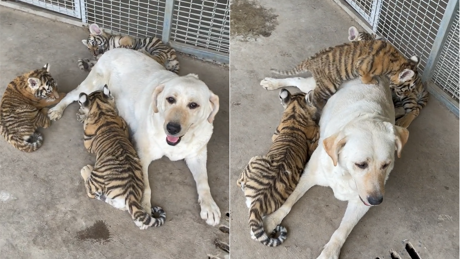 老虎幼崽和狗妈妈窝在一起,画面温馨让人浮想联翩!_哔哩哔哩_bilibili