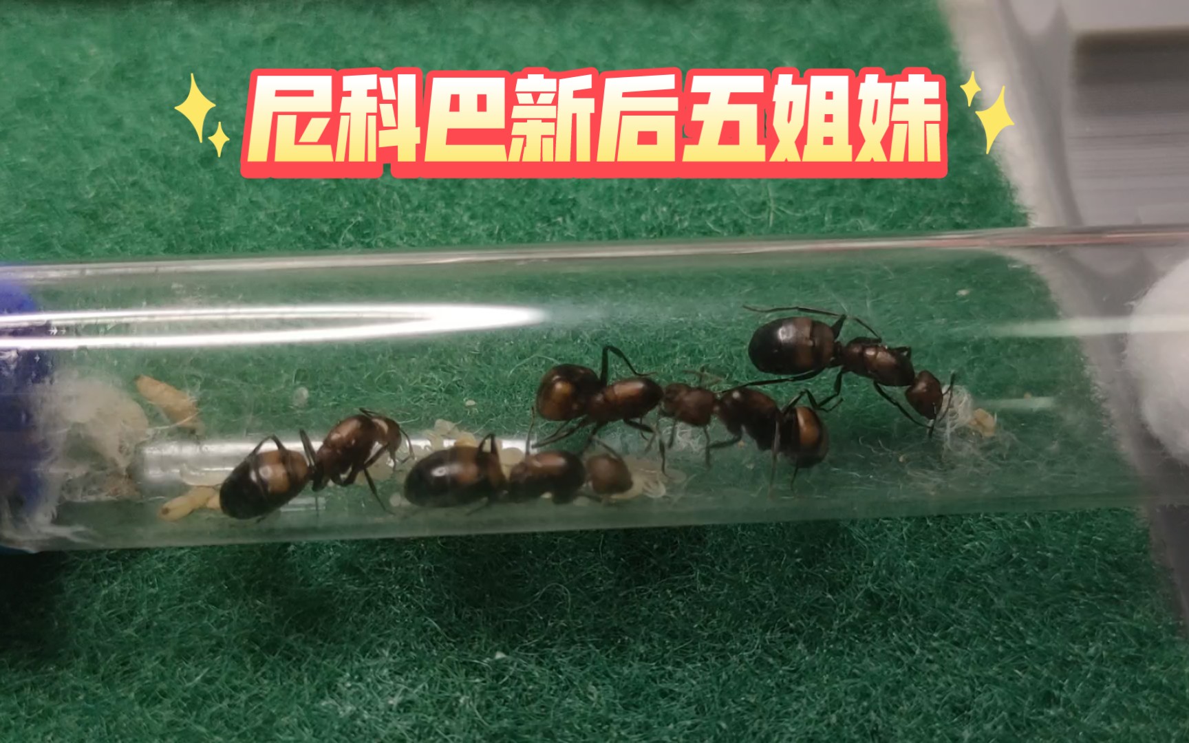 【尼科巴弓背蚁】新后五姐妹