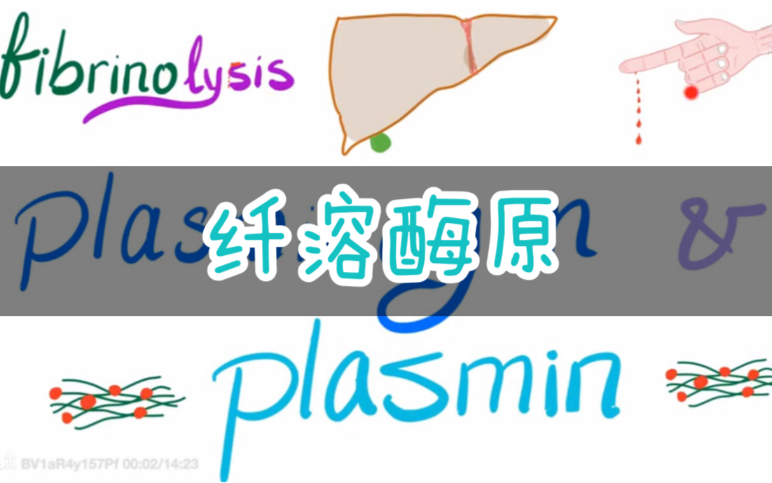 【搬运中英字幕】纤溶酶原 纤溶 Plasminogen and Plasmin (Fibrinolysis)哔哩哔哩bilibili