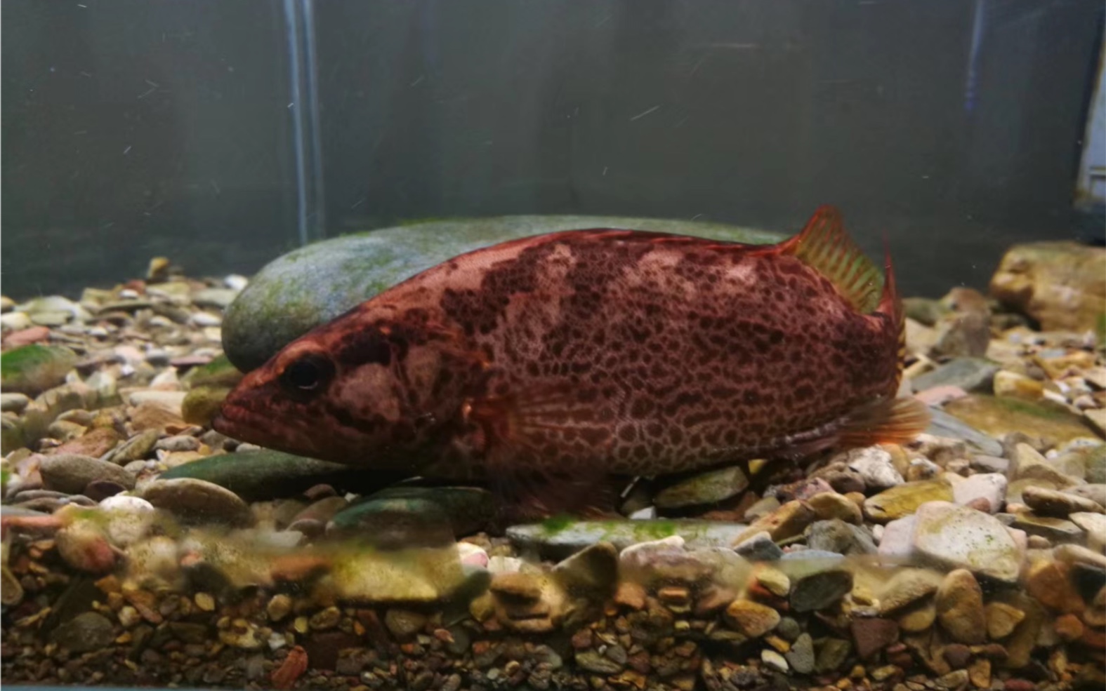 柳州鳜训食(出处:将军·吴)