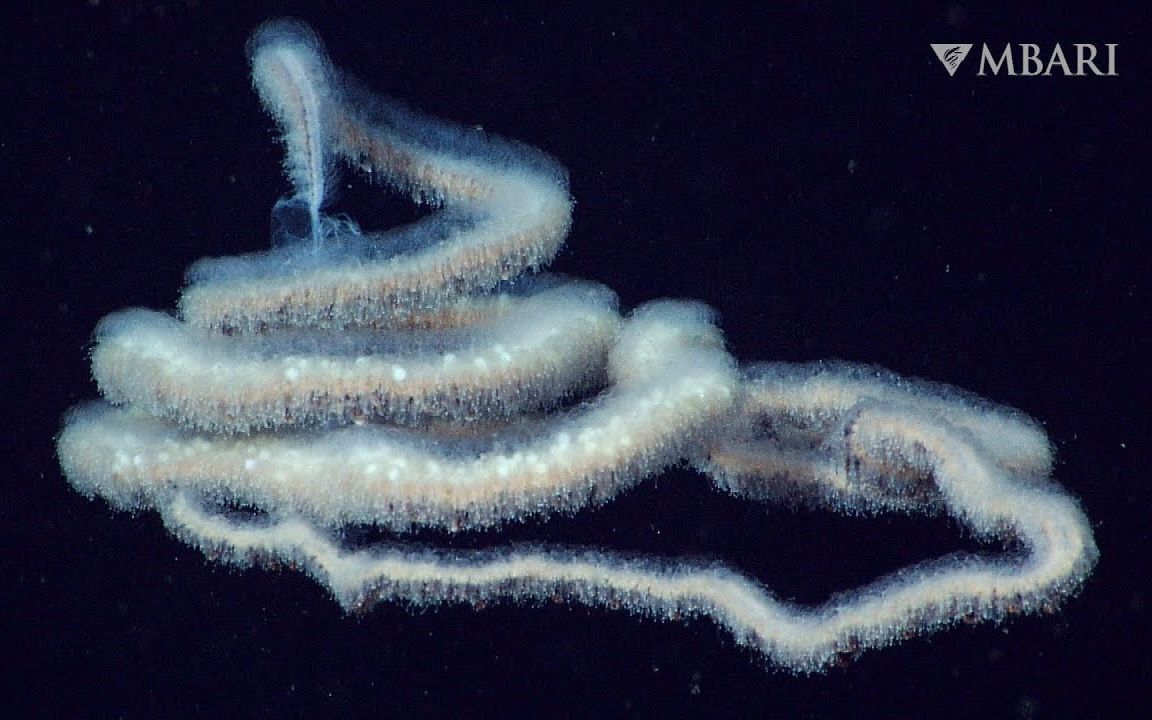 毛茸茸的管水母通过伸展身体来捕食,从而在深海中繁衍生息