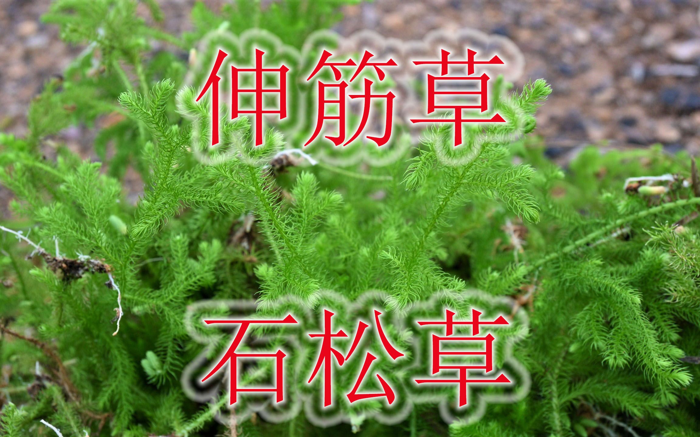 祛湿植物“垂穗石松”,农村别称“伸筋草”,土生小草珍贵难找哔哩哔哩bilibili