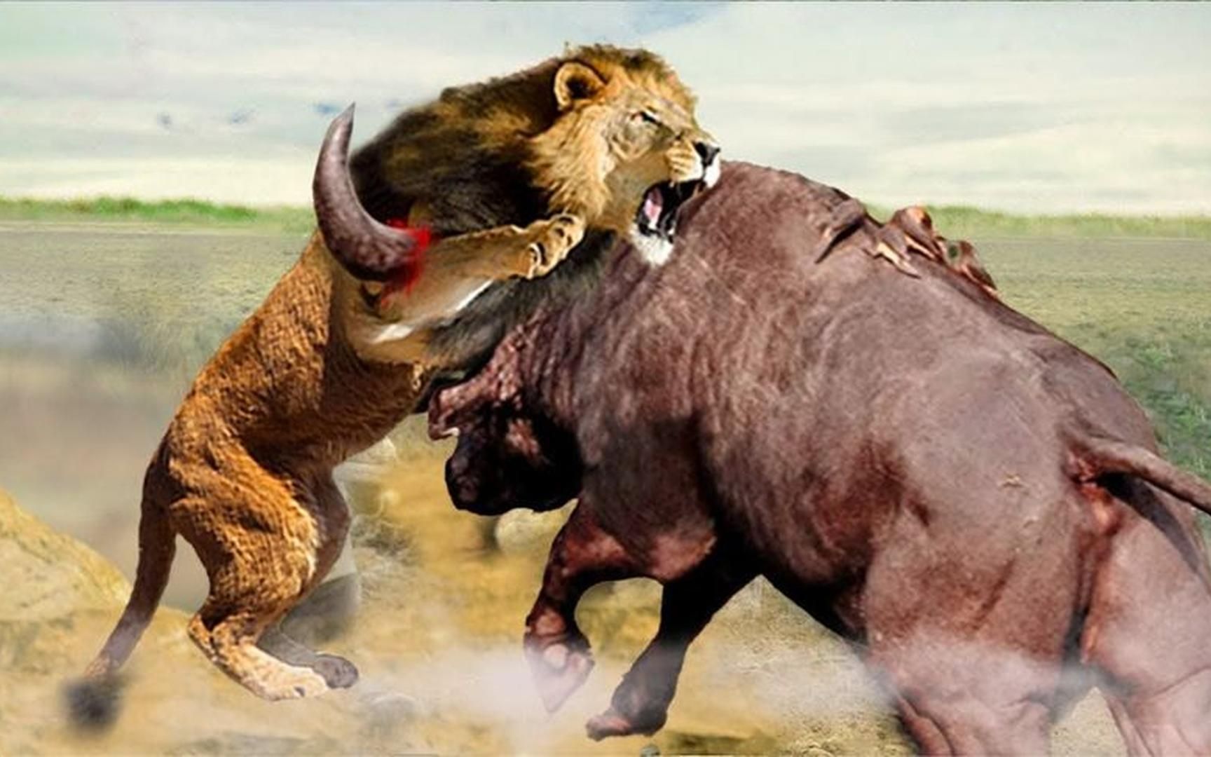 可怕的反击让狮子害怕的猎物vs水牛,长颈鹿,河马,鳄鱼,斑马!