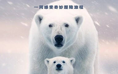 【纪录片】北极熊 Polar Bear (2022)哔哩哔哩bilibili