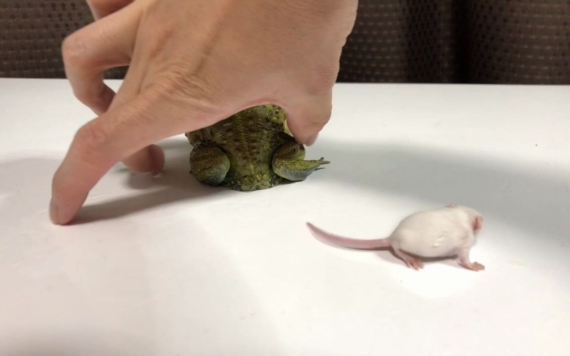耗子尾汁青蛙爱吃 青蛙生吞小白鼠