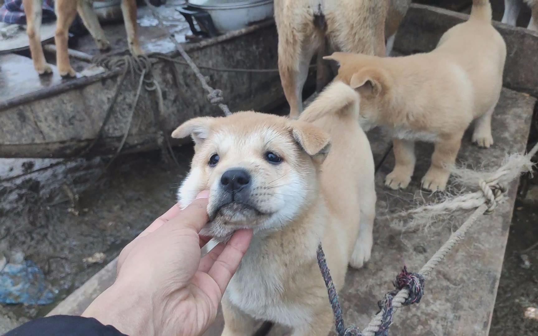 大骨架的黄狗白面小狗,这条小土狗的颜值真高_哔哩哔哩_bilibili