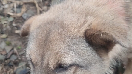 发现一只野生狗