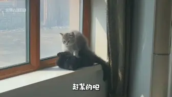 猫中霸王姐暴打小猫咪弟弟