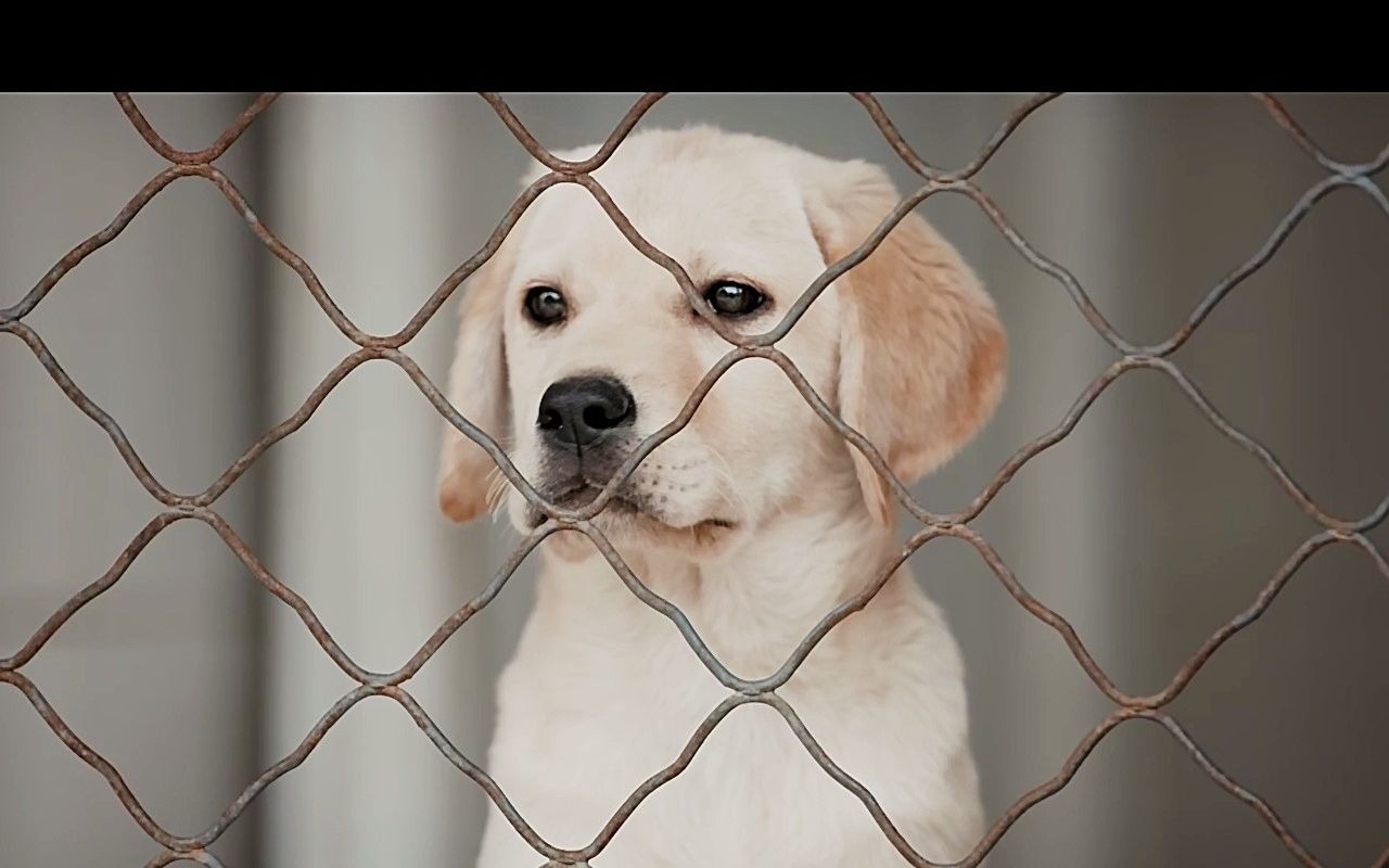 [图]搜救犬：你陪我一程，我念你一生！